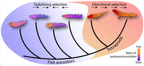 Evolution of fish .
